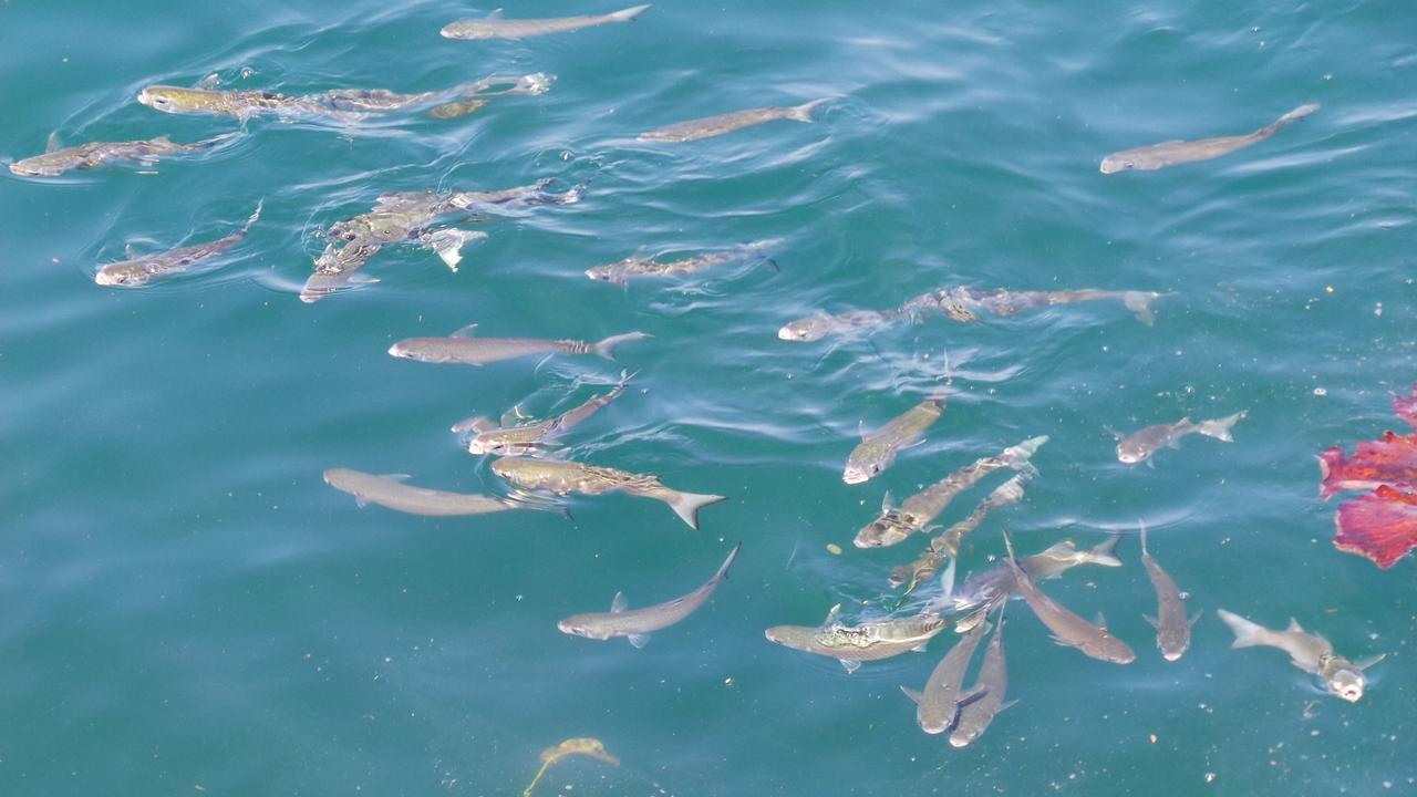Ocean Green Flats Angra dos Reis Esterno foto